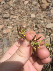Fritillaria atropurpurea
