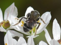 Lasioglossum sexnotatum