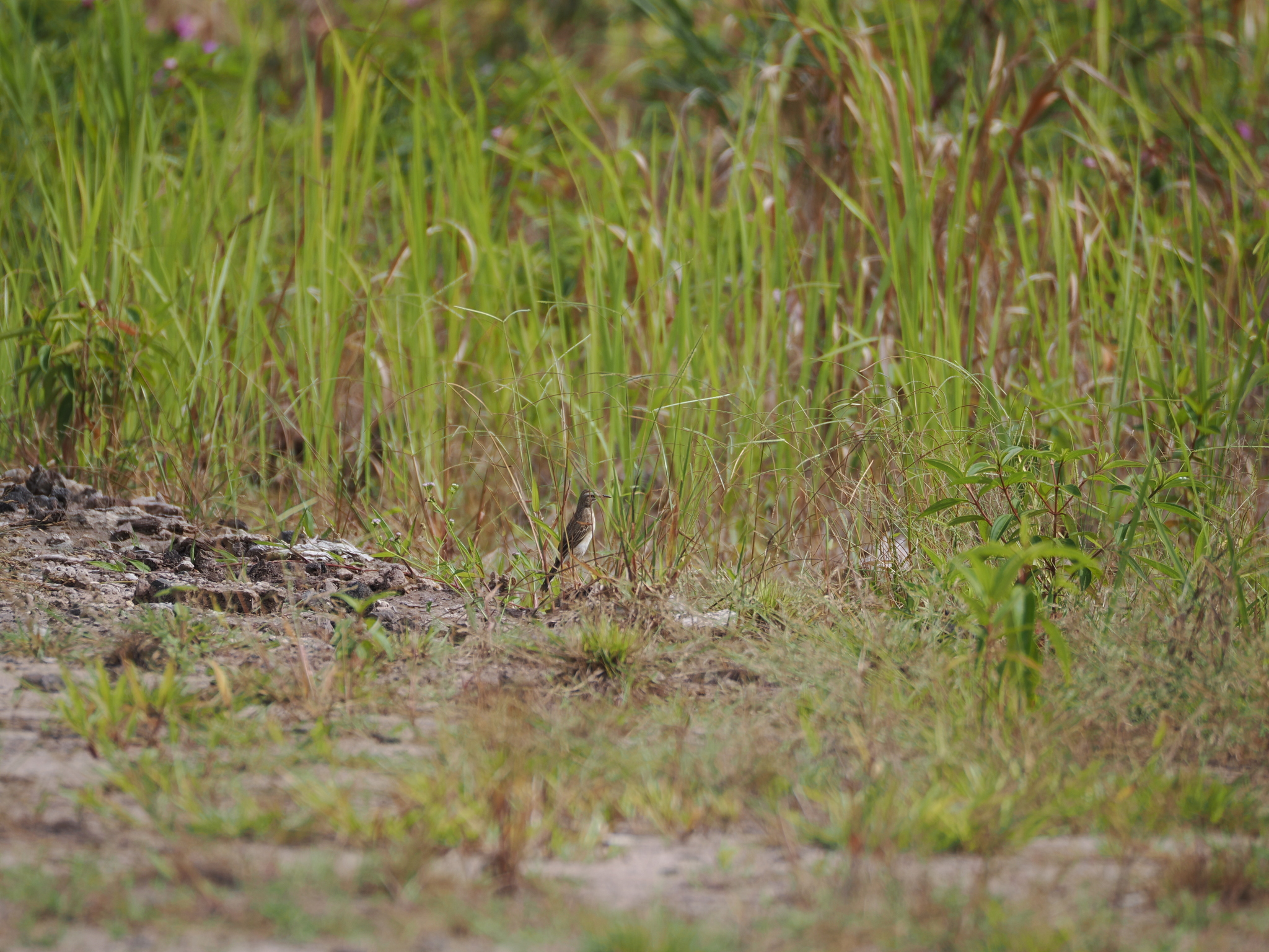 Paddyfield Pipit