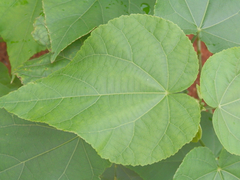 Abutilon pitcairnense