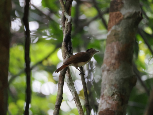 Scaly-crowned Babbler (Malacopteron cinereum), photo 5