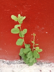 Porophyllum punctatum