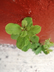 Porophyllum punctatum