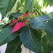 Poinsettia - Photo (c) lister123, some rights reserved (CC BY-NC)