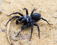 Sphodros niger