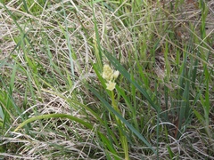 Toxicoscordion venenosum