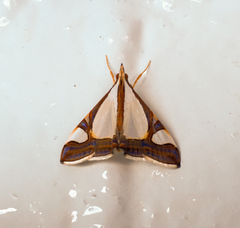 Agrioglypta eurytusalis