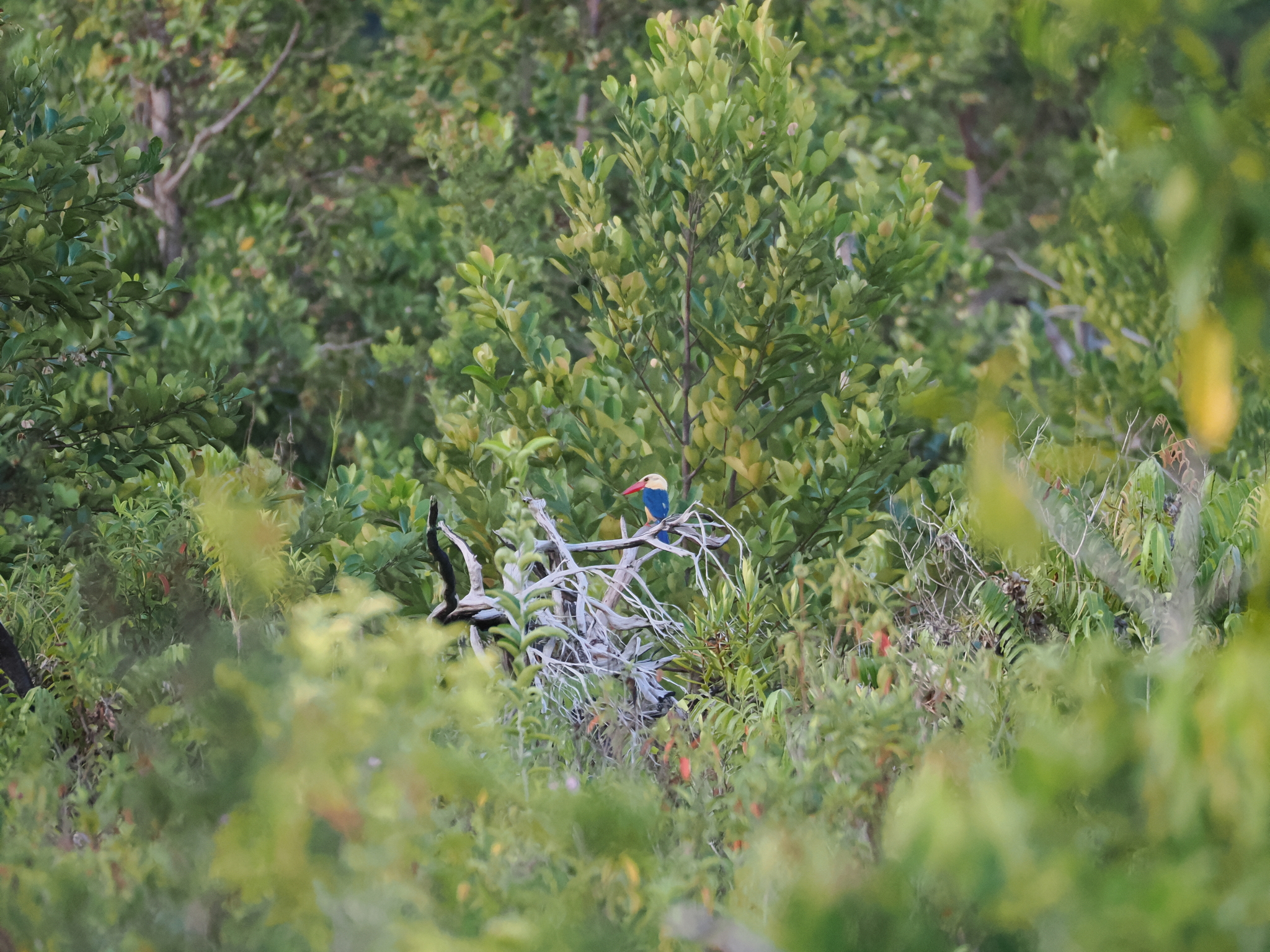 Stork-billed Kingfisher