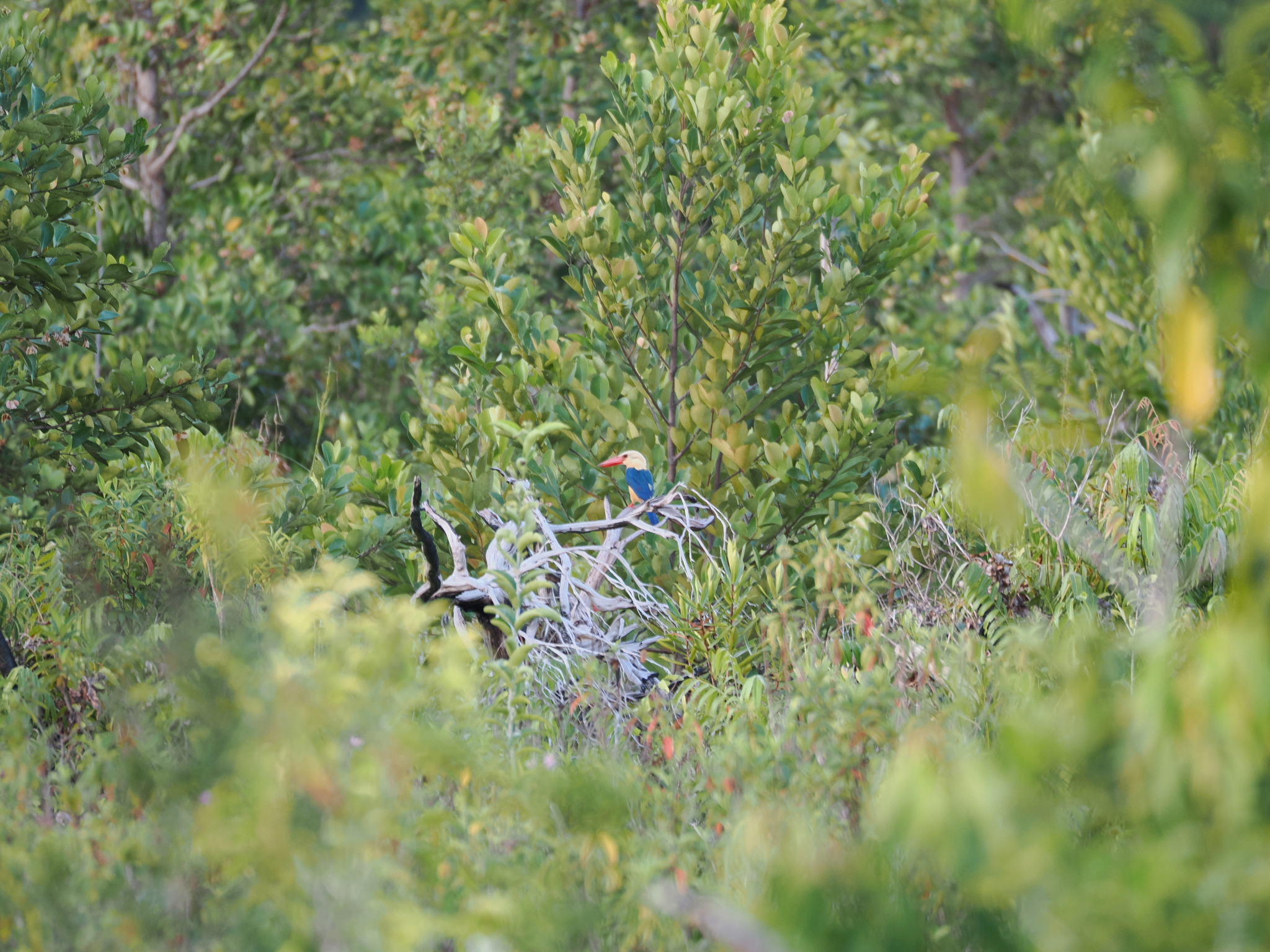 Stork-billed Kingfisher