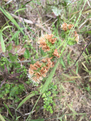 Phacelia malvifolia