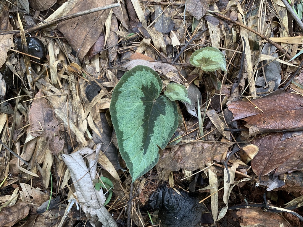 Foto de Asa-de-papagaio