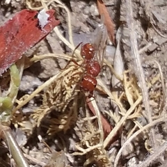 Pogonomyrmex californicus