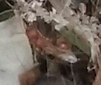 Pogonomyrmex californicus