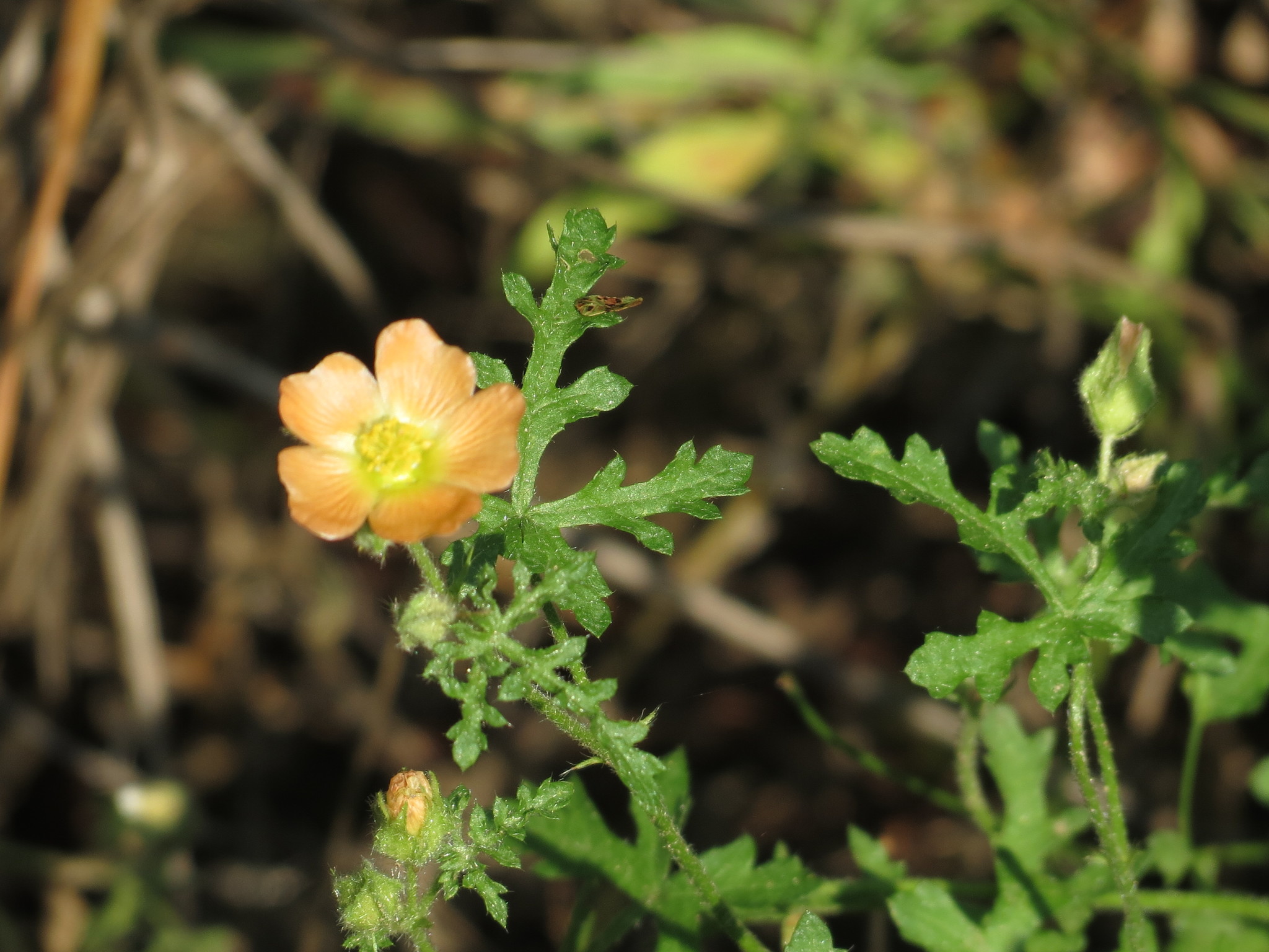 Sphaeralcea pedatifida