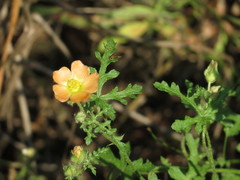 Sphaeralcea pedatifida