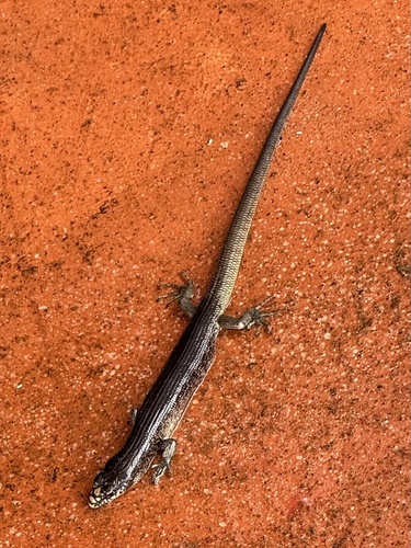 Prasinohaema flavipes, 2024-06-05