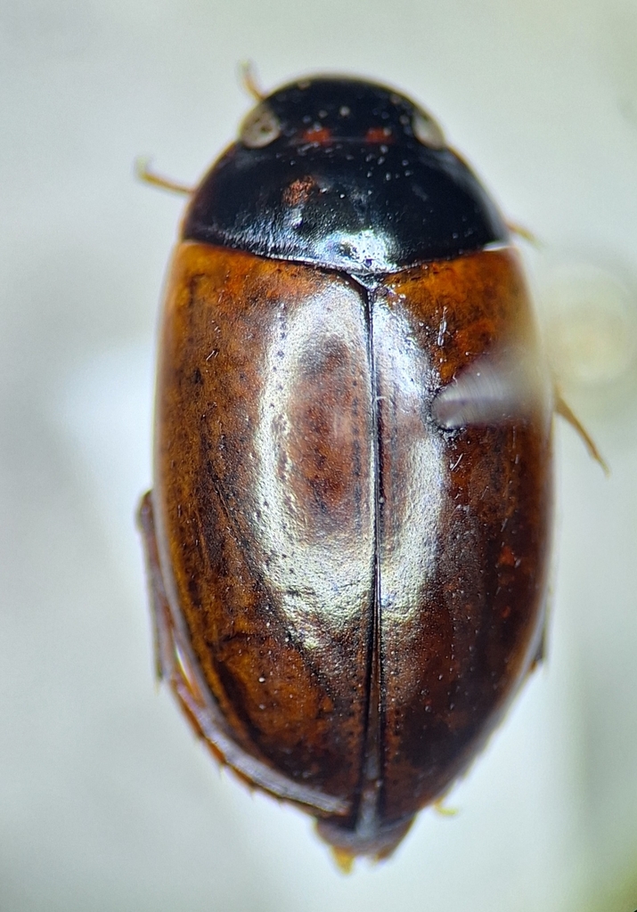 Agabus phaeopterus