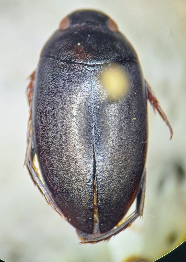 Agabus leptapsis