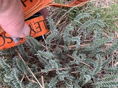 Astragalus mollissimus