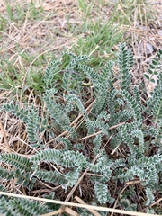 Astragalus mollissimus