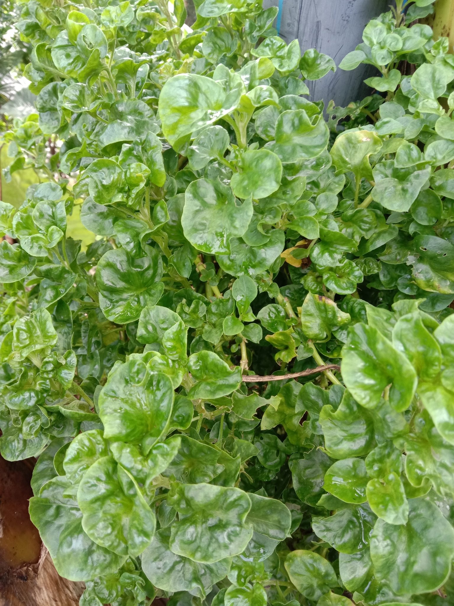 Espinafre