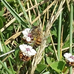 Apis mellifera