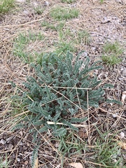 Astragalus mollissimus