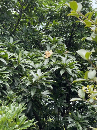 Magnolia fordiana