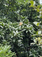 Magnolia fordiana, photograph (c) Yj, some rights reserved (CC BY)