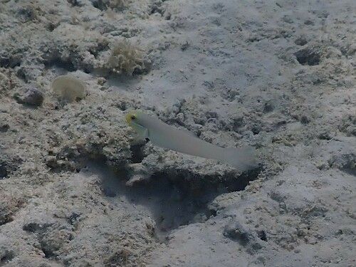 Blue-streak Goby
