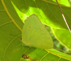 Aphrissa statira statira