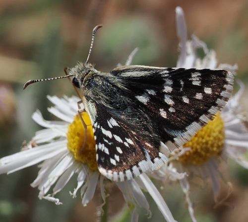 Small Checkered-Skipper photo 4