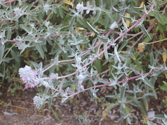Salvia leucophylla