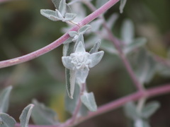 Salvia leucophylla