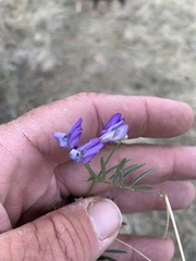 Vicia ludoviciana