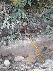 Chironius spixii
