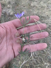 Vicia ludoviciana
