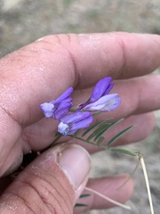 Vicia ludoviciana