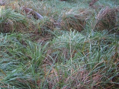 Carex coriacea