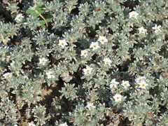 Euploca confertifolia