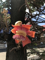 Couroupita guianensis