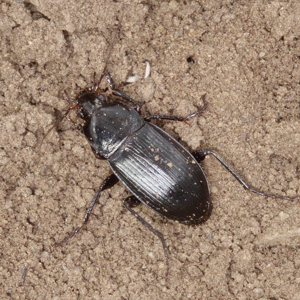 Calathus distinguendus