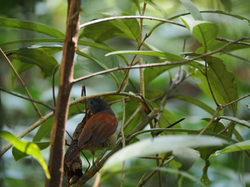 Bicolored Babbler (Cyanoderma bicolor), photo 9