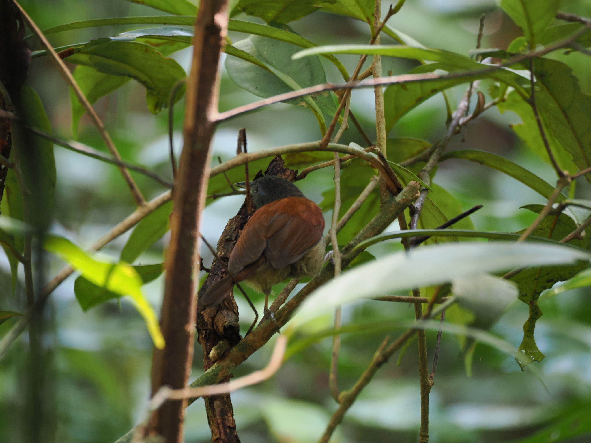 Chestnut-winged Babbler