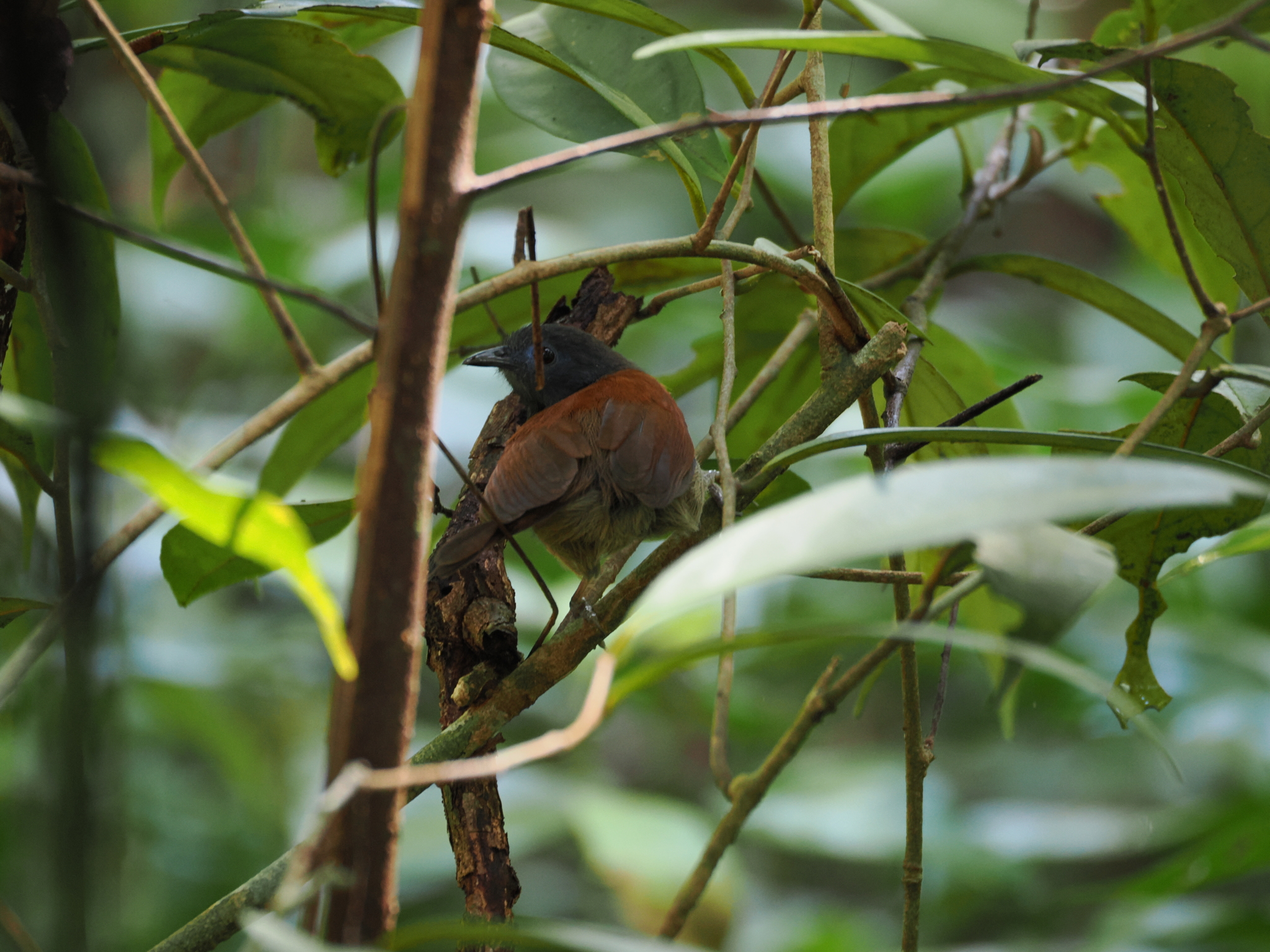 Chestnut-winged Babbler