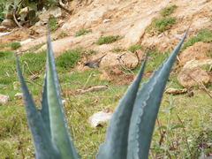 Junco