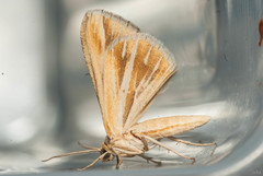 Chiasmia turbulentata
