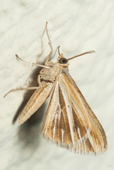 Chiasmia turbulentata