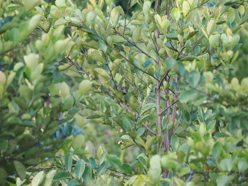 Buff-rumped Woodpecker (Meiglyptes grammithorax), photo 10