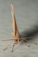 Chiasmia turbulentata